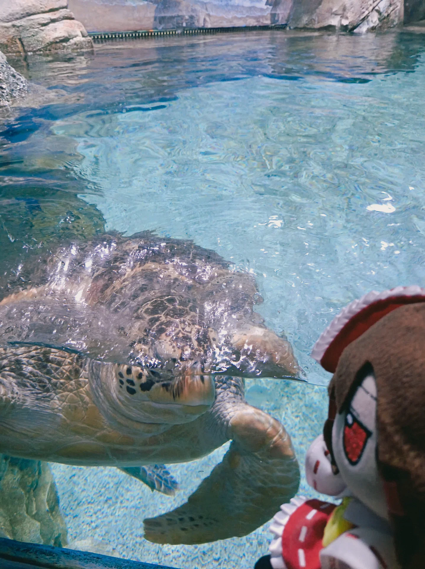 Sighting