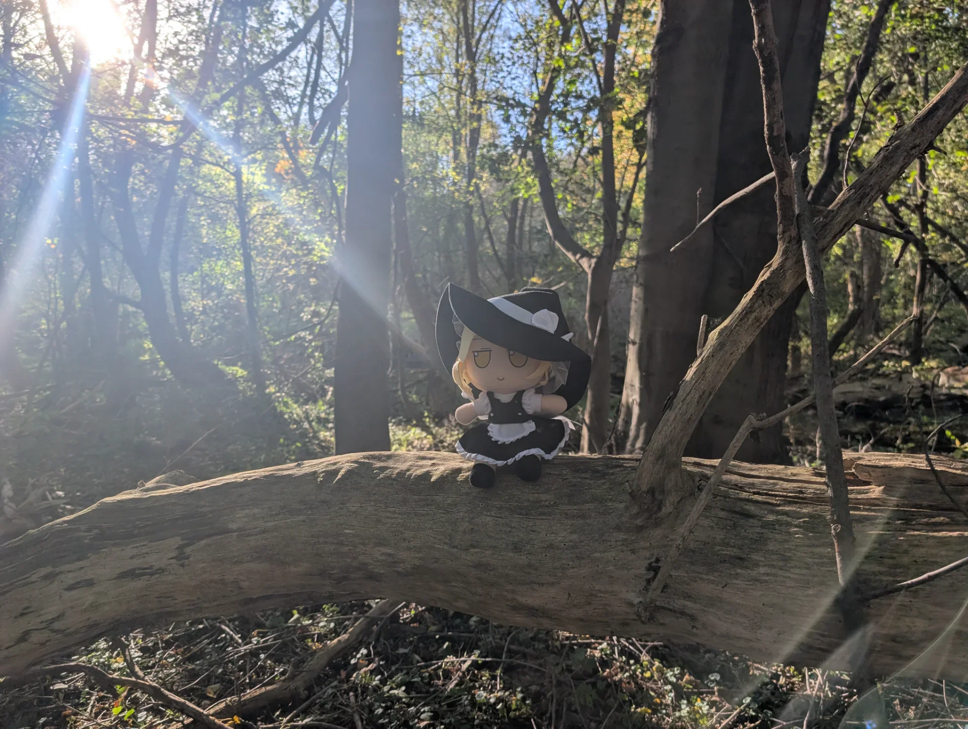 Sighting
